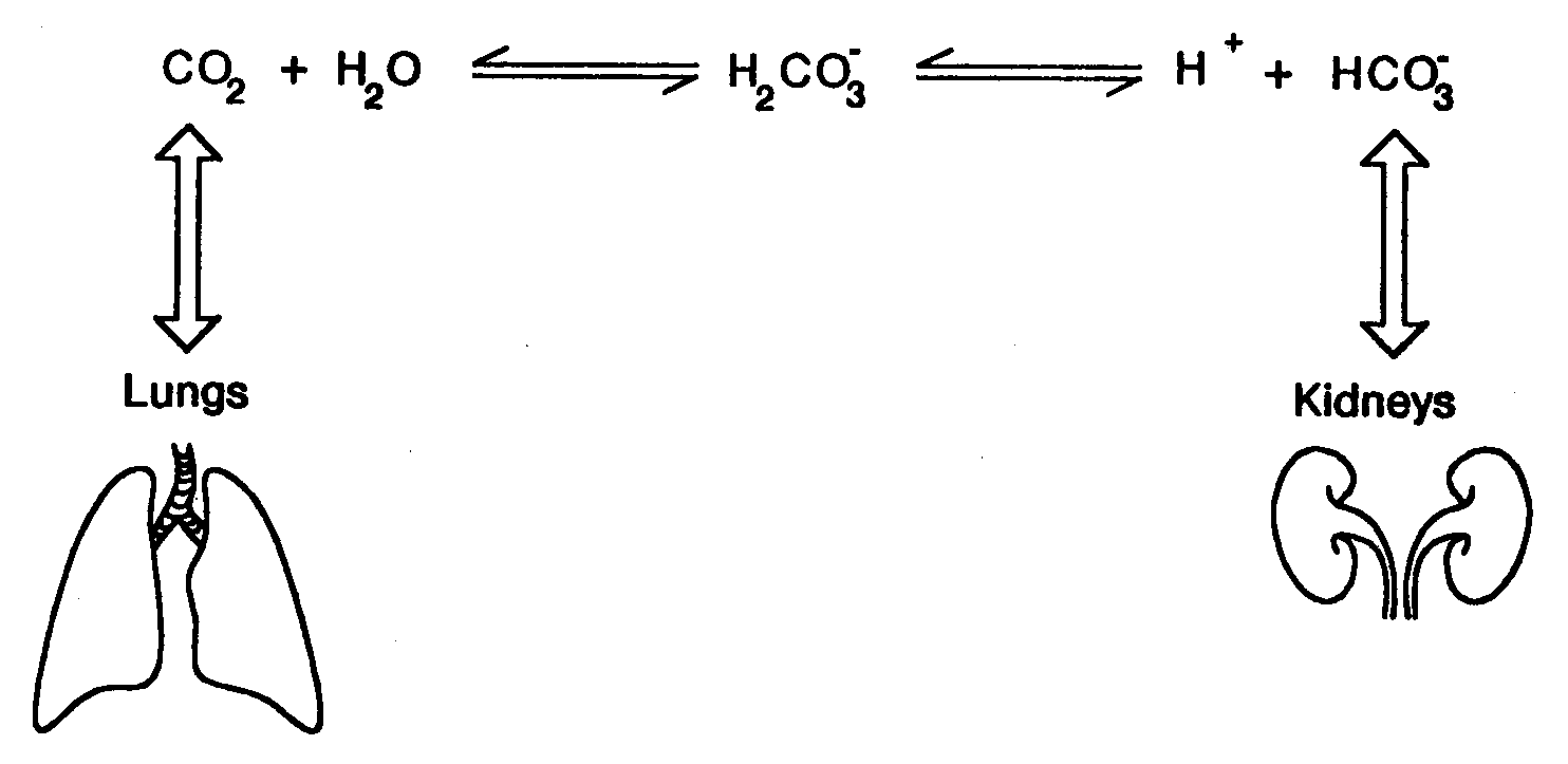 carbonic acid formation