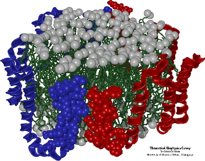 ApoA1 ©University of Illinois at Urbana-Champaign, Theoretical Biophysics Group