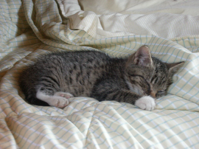 little boots taking a kitty-nap