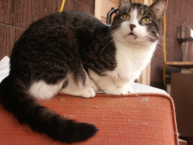 fattie on back porch