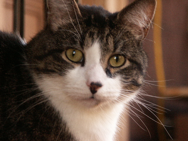 fatsky!