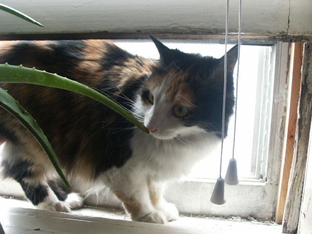 miss muffin